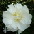 Camellia sasanqua Azakura (11)