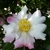 Camellia sasanqua Chantilly Rose (1)