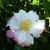 Camellia sasanqua Chantilly Rose (7)