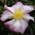 Camellia sasanqua Fukuzutsumi (8)