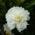 Camellia sasanqua Gay Sue (3)