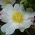 Camellia sasanqua Hana Jiman (3)