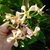 Trachelospermum jasminoides Pink Showers (3)