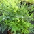 Nandina domestica Lemon Lime (2)
