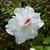 Rhododendron White Prince (4)