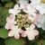 Viburnum plicatum Kilimanjaro Sunrise (3)