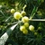 Acacia retinodes (2)