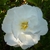 Camellia sasanqua Azakura