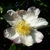Camellia sasanqua Narumi Gata (4)