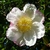 Camellia sasanqua Narumi Gata (5)