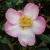 Camellia sasanqua Rainbow (4)