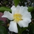 Camellia sasanqua Setsugekka (1)