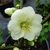 Chaenomeles Yukigoten