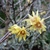Chimonanthus praecox (4)