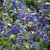 Ceanothus delileanus Henri Desfossé