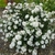 Choisya White Dazzler (3)