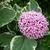 Clerodendrum bungei Pink Diamond