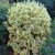 Euonymus japonicus Bravo