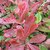 Photinia fraseri Pink Marble (5)