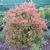 Photinia glabra Rubens