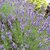 Lavandula angustifolia (1)