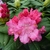 Rhododendron Germania (2)