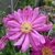 Anemone Prinz Heinrich