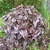 Persicaria Red Dragon