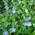 Vinca minor (1)