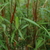 Fargesia scabrida Asian Wonder (1)