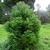 Cryptomeria japonica Elegans Viridis (4)
