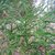 Cryptomeria japonica Spiralis (1)