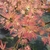 Acer palmatum Wilson Pink Dwarf (1)