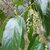 Stachyurus himalaicus (3)