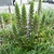 Acanthus mollis