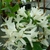 Rhododendron Fragrant Star (azalée caduque) (1)
