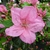 Rhododendron Greenway (azalée persistante) (3)