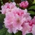 Rhododendron yakushimanum Doc (2)