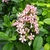 Escallonia laevis Pink Elle (1)