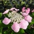 Hydrangea macrophylla Bejing (2)