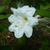 Rhododendron Agayon (2)