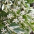 Trachelospermum jasminoides Variegatum