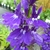 Lobelia speciosa Vedrariensis (1)