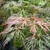 Acer palmatum Dissectum Crimson Princess (2)