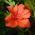 Rhododendron Encore Princess (1)