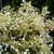 Schizophragma hydrangeoides Snow Sensation (2)