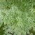 Acer palmatum Ukigumo (7)
