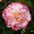 Camellia japonica Margaret Davis (2)