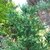 Cryptomeria japonica Bandai Sugi (1)