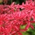 Enkianthus campanulatus